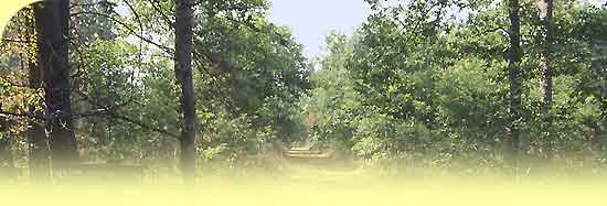 sologne-foret.JPG